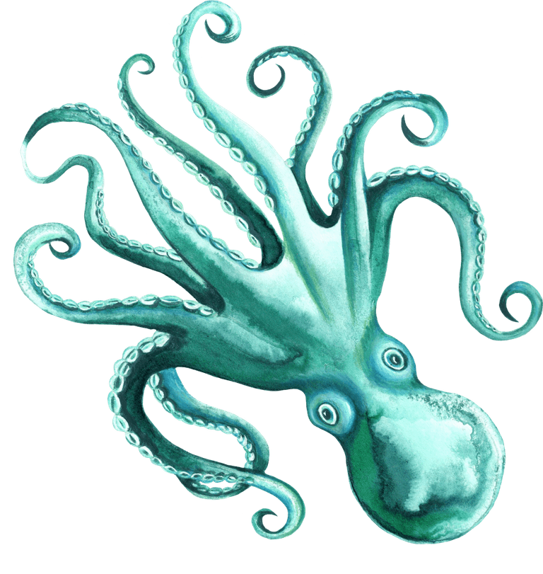 Octopus