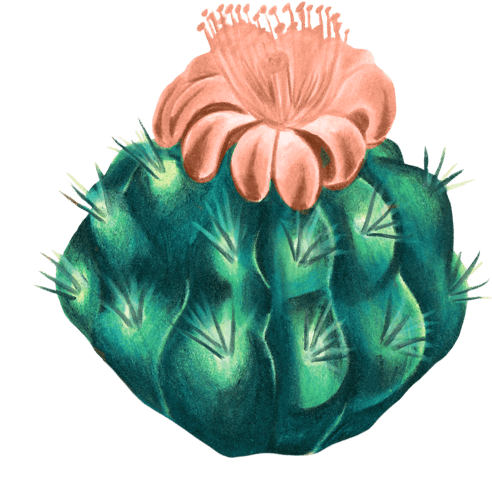 Cactus